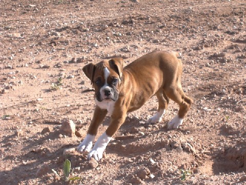 His first day with me at the ranch!