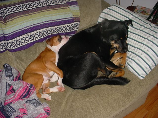 Hmmm they're not fighting