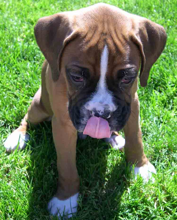 hmmm....this grass tastes goooood