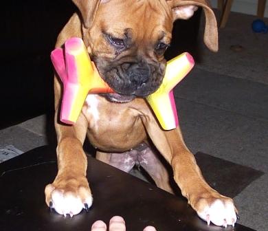 hmmmm...fingers or squeaker??