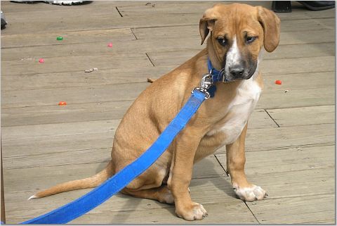 Hobart as a puppy