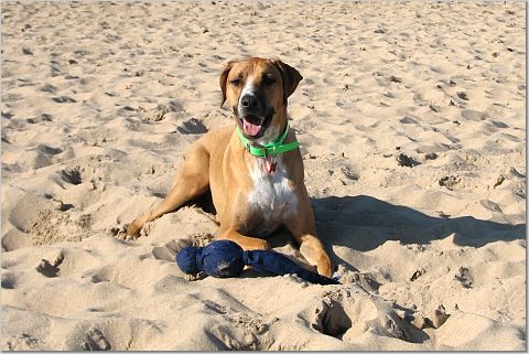 Hobart at the Dog Beach