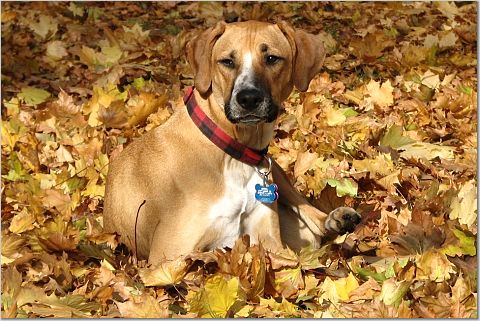 Hobart in the leaves