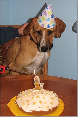 Hobart's Adoption Anniversary