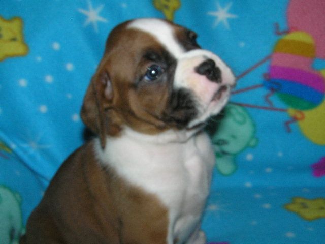 Hogan