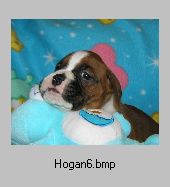 Hogan