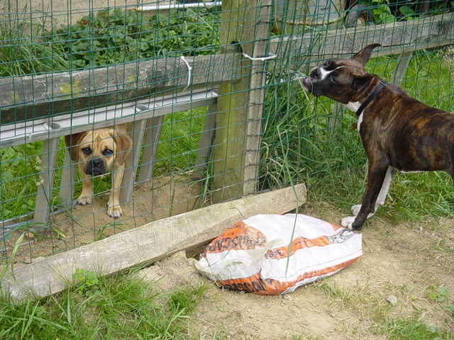 Hole digging accompolice