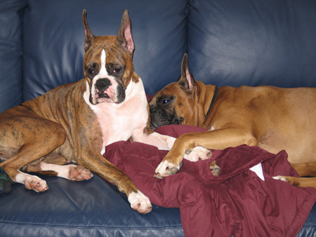 Holly and Scrapper and the new couch