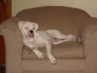 Holly chair