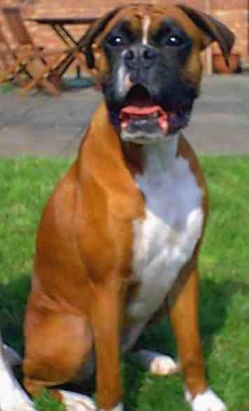 Holly Girl