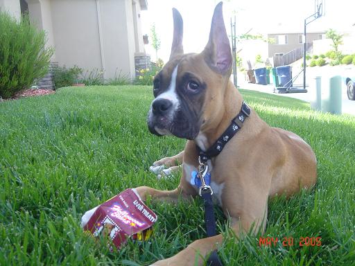 Hollywood Star Treats