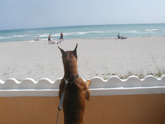 Holmes at the beach