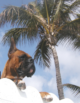 Holmes in West Palm