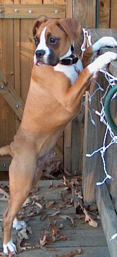 Honest Mom.......I wasn't going to hurt the Chipmunk!