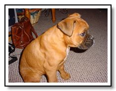 Honey Bear sits and looks
