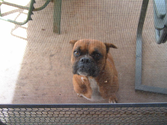 Honey Girl "mini boxer"