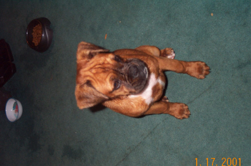 HONEYbear14weeks