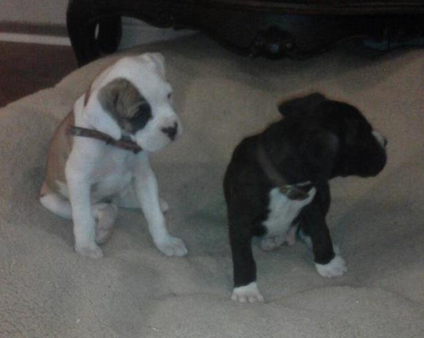 Hope & Harley