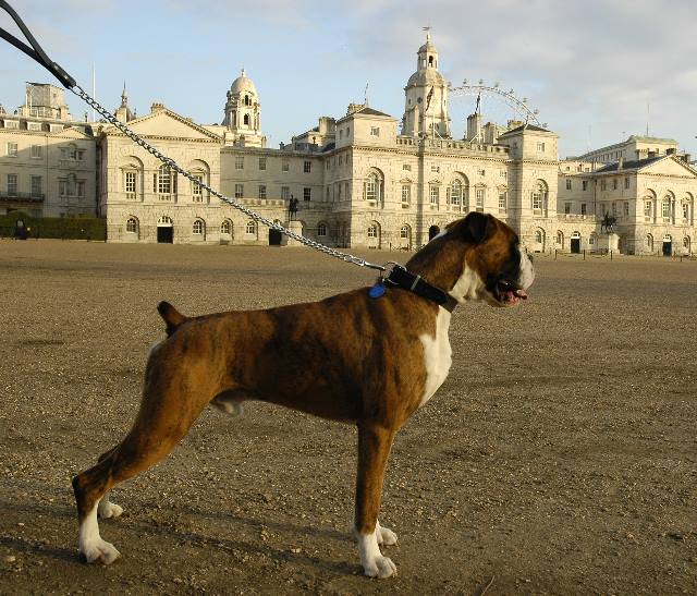 Horse Guards square