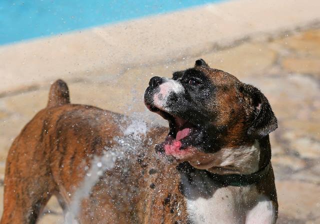 Hose games
