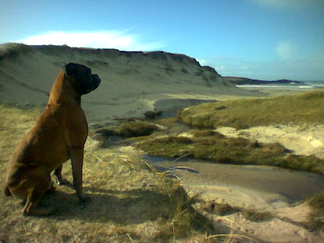 Hosta ,North Uist