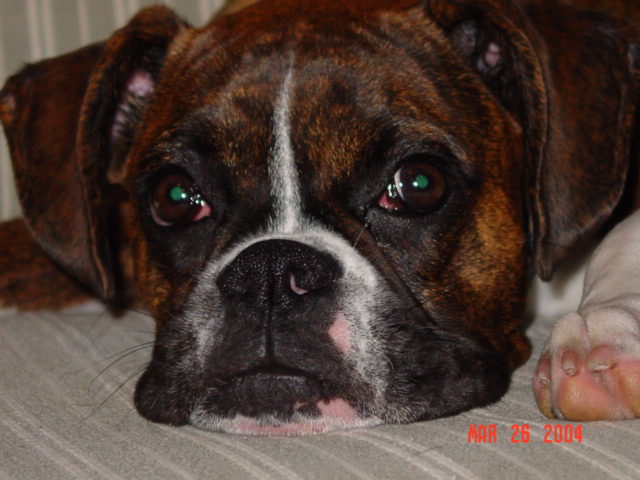 How can you say no to those eyes?