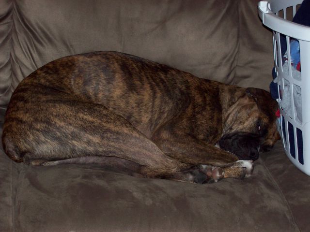 How comfortable can this really be?!!?