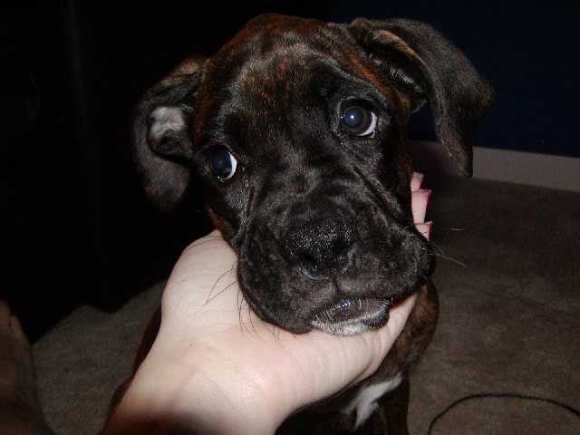 How could you resist a face like this?