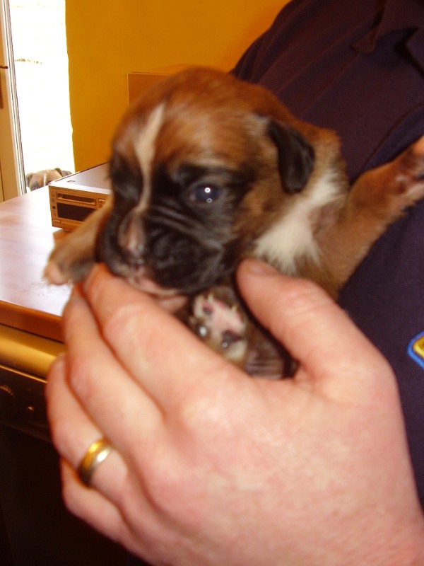 how cute - our new puppy