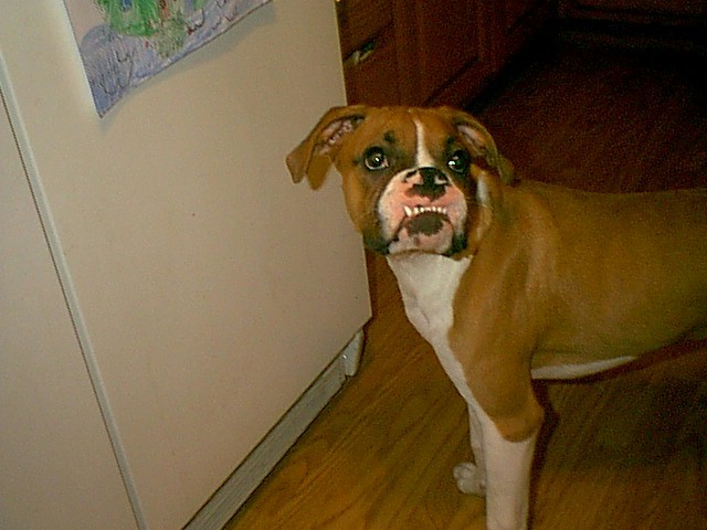 how do you like my smile?