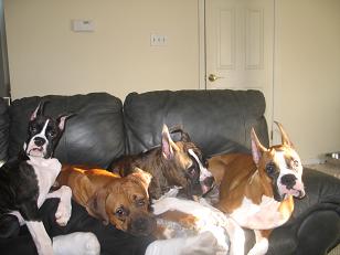How Many Boxers ?