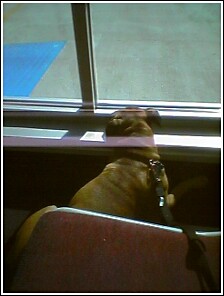 How much is that doggie in the window?