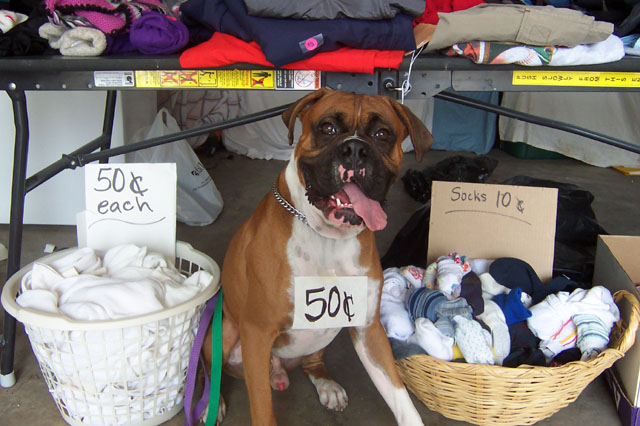 How much is that doggie...?