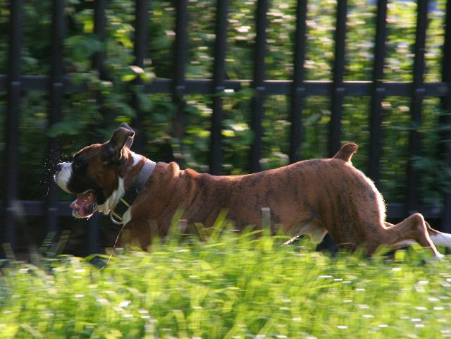 How much slobber...