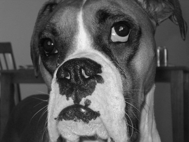 Howie B&W