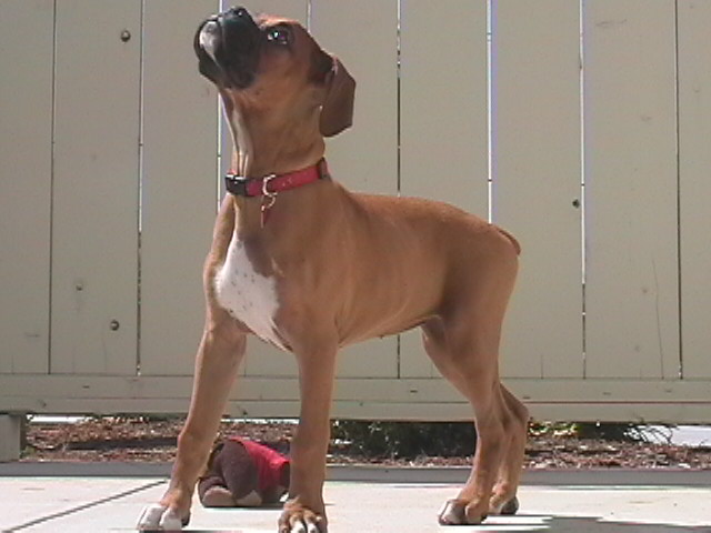 howlin' maya