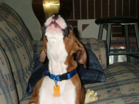 Howling at the fire whistle
