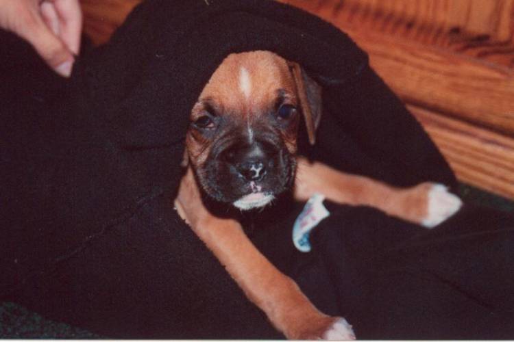 Hoya 6 wks old