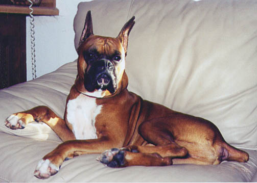 HRH Scrapper