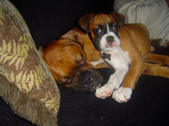 Hubble and Bella