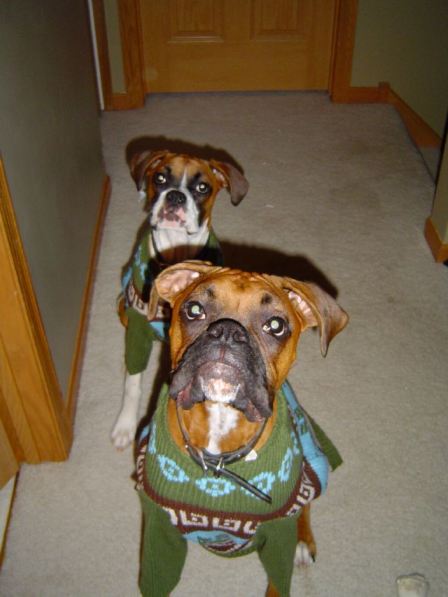 Hubble and Bella