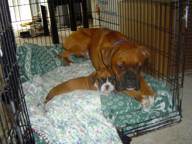 Hubble meeting Bella
