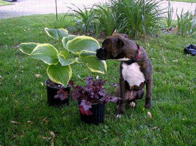 Hugo and the Hosta