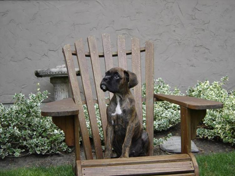 Hugo Sitting on the Muskoka Chair
