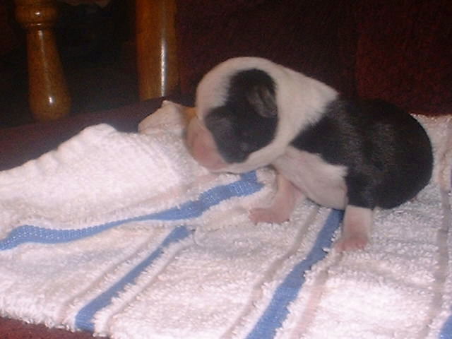 Hugo's new brother