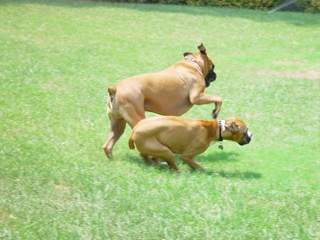 Hummer & Rowdy doing the boxer burn......