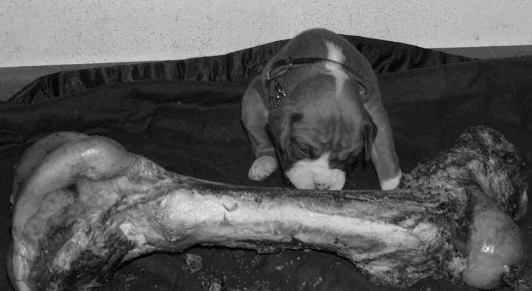 hungry boy