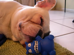 hungry hippo