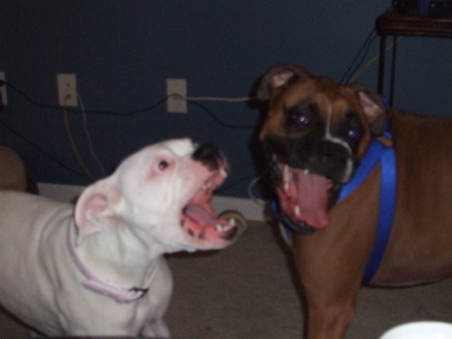 hungry hungry hippos