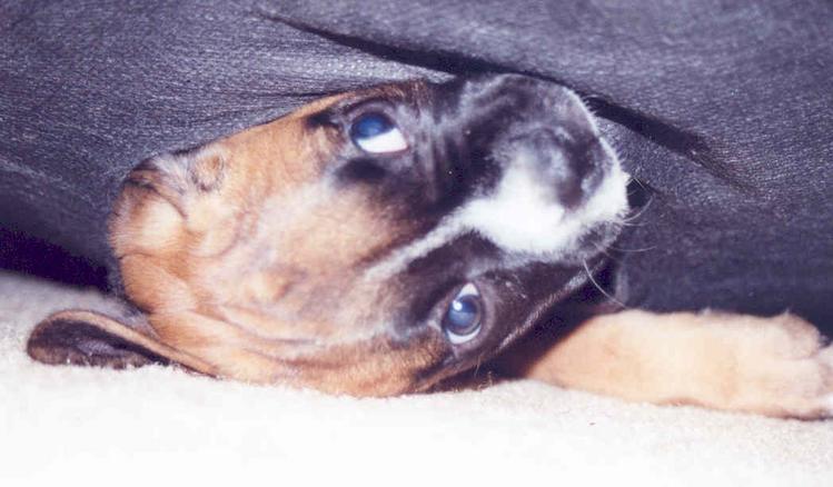 hungry? why wait...lets just eat the underside of the couch